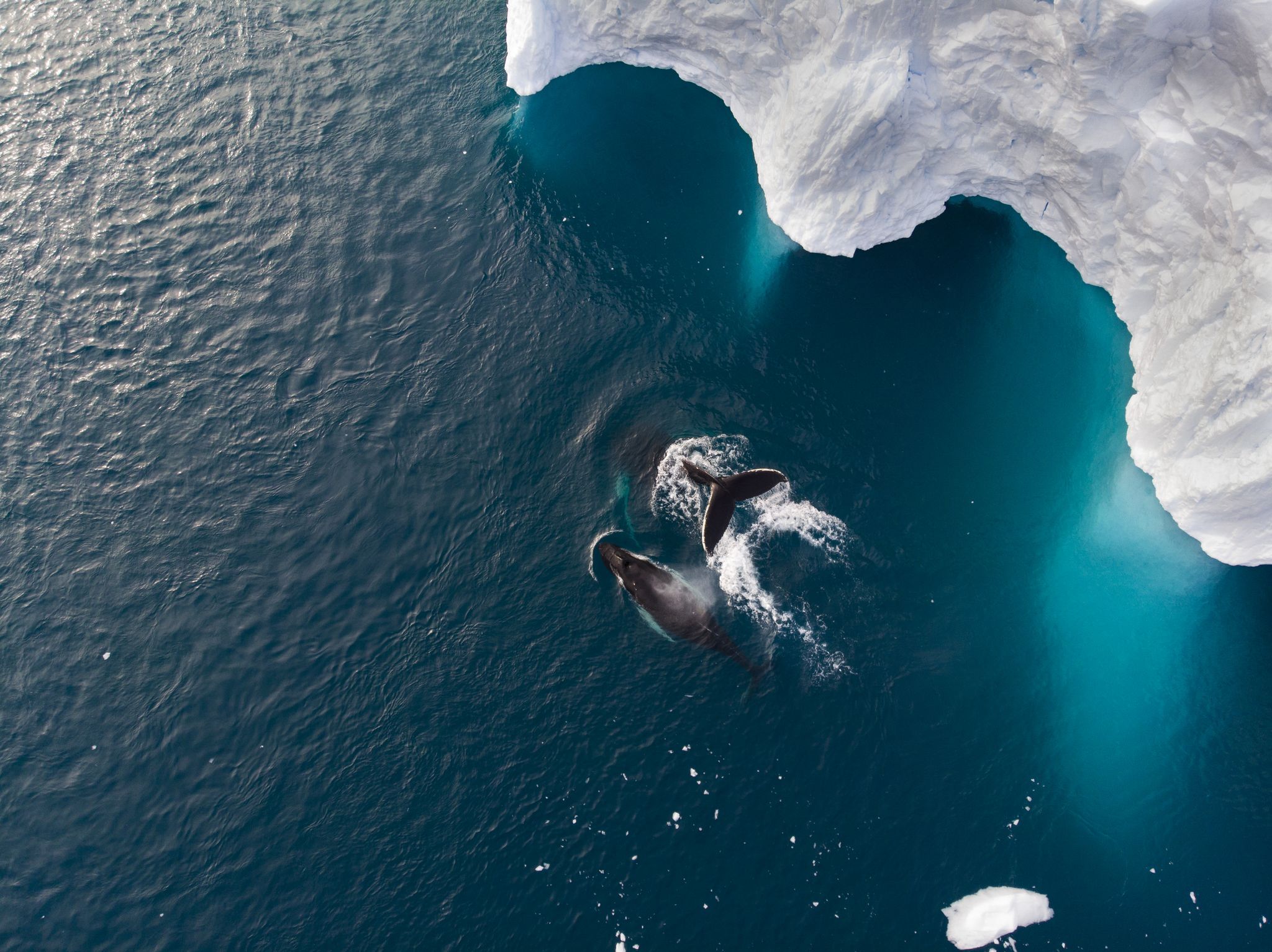 پرسه‌زنی نهنگ گوژپشت مادر به همراه فرزندش در کنار ساحل گرین‌لند. اینجا منطقه‌ای محافظت شده برای نهنگ‌های گوژپشت است که تابستان‌ها در آب های قطب شمال دیده می‌شوند.