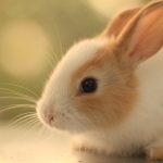معمای ریاضی: نحوه و تعداد تولید مثل خرگوش‌ها را پیدا کنید