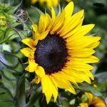 چرا روغن آفتابگردان یک روغن دارویی محسوب می‌شود؟