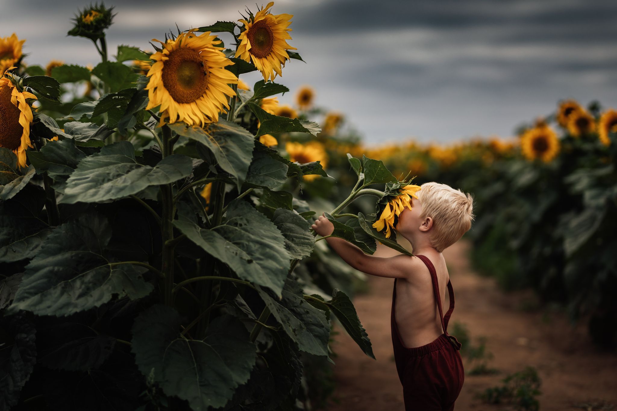 مزرعه گل آفتاب گردان در ایالت میشیگان آمریکا