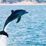 با دلفین‌ها این حیوانات باهوش بیشتر آشنا شوید