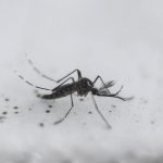 چرا نیش پشه درد ندارد و آیا پشه‌ها ناقل بیماری هستند؟