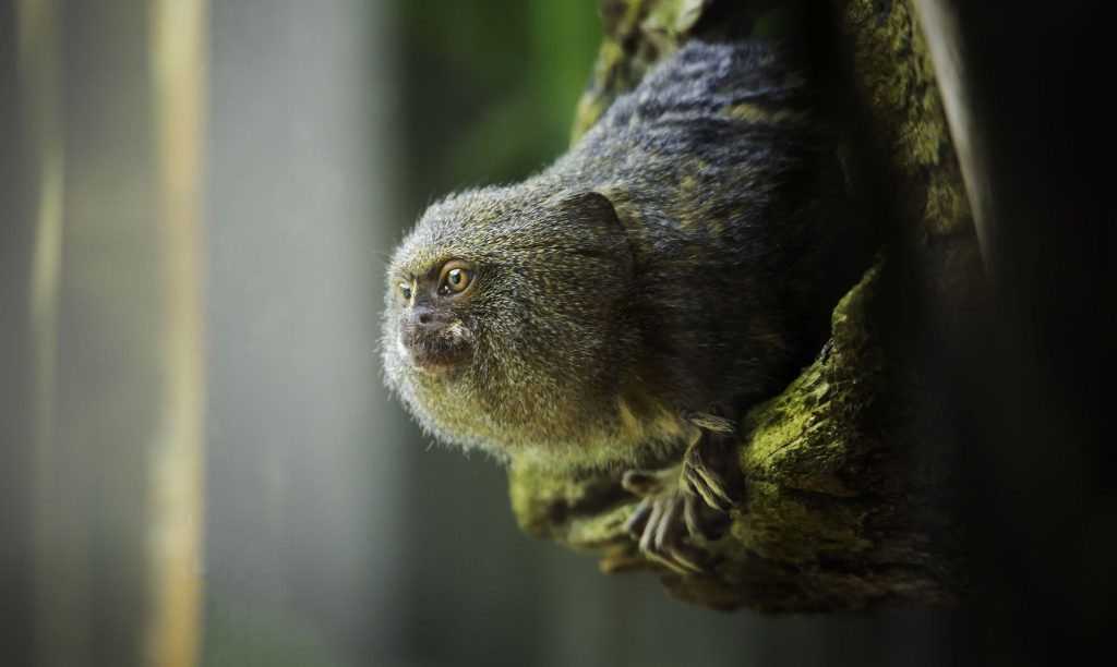 بوزینه پگمی کوچکترین میمون جهان است و در صورتیکه به‌طور کامل رشد کند وزن آن در حدود 3.5 اونس (99.22 گرم) است.