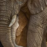 تصویر روز نشنال جئوگرافیک: ۲۵ بهمن ۱۳۹۷