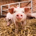 احیای مغز خوک چهار ساعت پس از مرگ