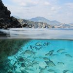 چه می‌شد اگر آب تمام دریاها و اقیانوس‌ها شیرین بود؟