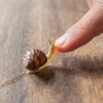 حلزون تراپی پوست: آیا حلزون می‌تواند پوست‌تان را جوان کند؟